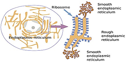 What are the two types of endoplasmic reticulum?